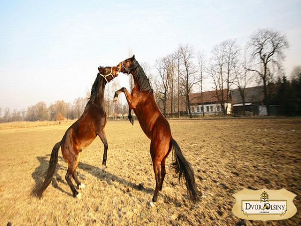 Dvur Olsiny -Hotel And Horse-Riding Karviná Eksteriør billede